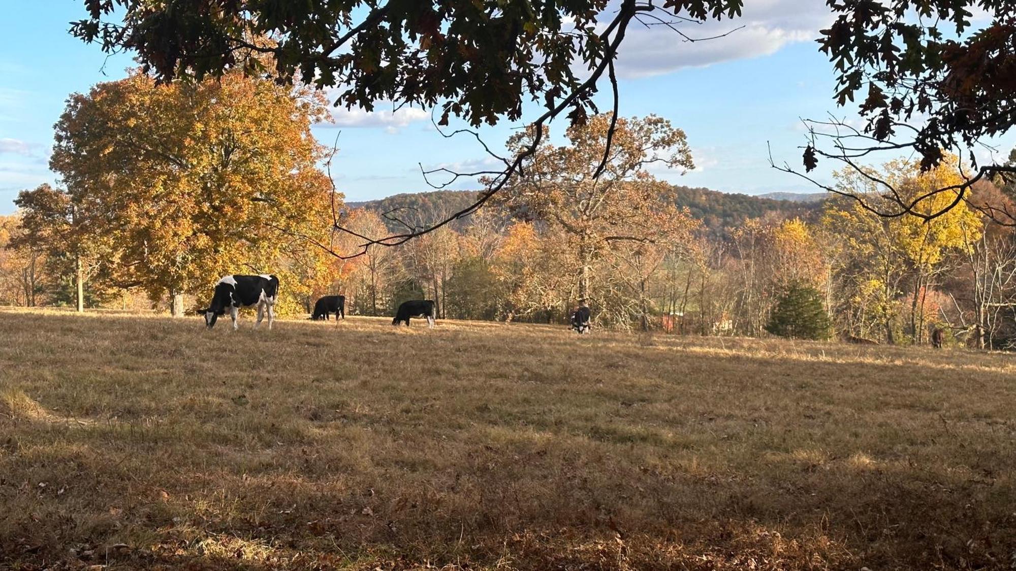 Appalachian Mountain Cabin-Updated-Private-Rafting On Ocoee River-Hiking-Waterfalls-Wifi-Pets Ok Murphy Exterior foto